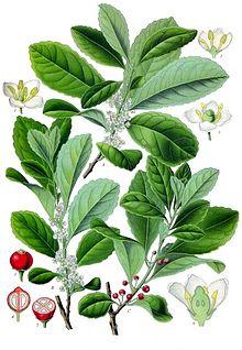 220px-Ilex_paraguariensis_-_Köhler–s_Medizinal-Pflanzen-074